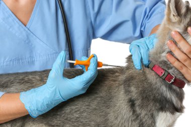 Veteriner mikroçipleri beyaz arka planda şirin köpek yavruları