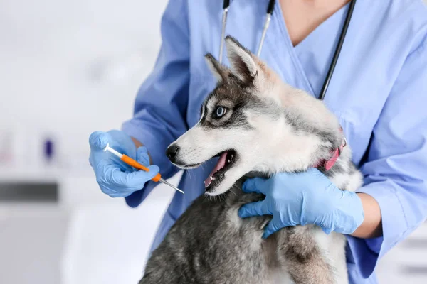 Veterinární lékař mikročip roztomilé štěně na klinice — Stock fotografie