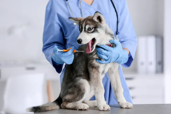 Veterinarian microchipping cute puppy in clinic — ストック写真