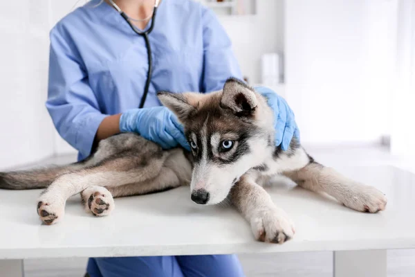 Veterinarian examining cute husky puppy in clinic — ストック写真