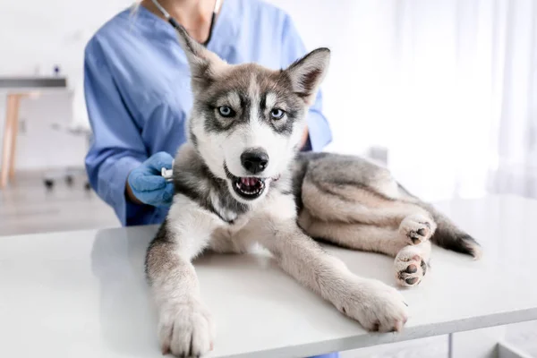 Veterinarian examining cute husky puppy in clinic — Stock Photo, Image