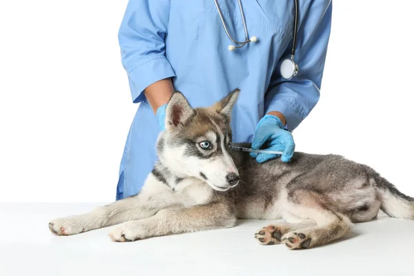 Veterinario vacunación lindo cachorro contra fondo blanco — Foto de Stock