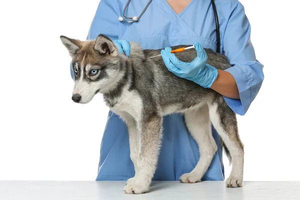 Veterinario microchipping lindo cachorro sobre fondo blanco — Foto de Stock