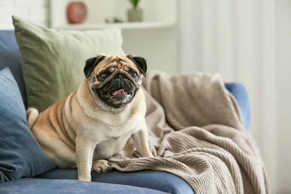 Lindo perro pug en el sofá en casa — Foto de Stock