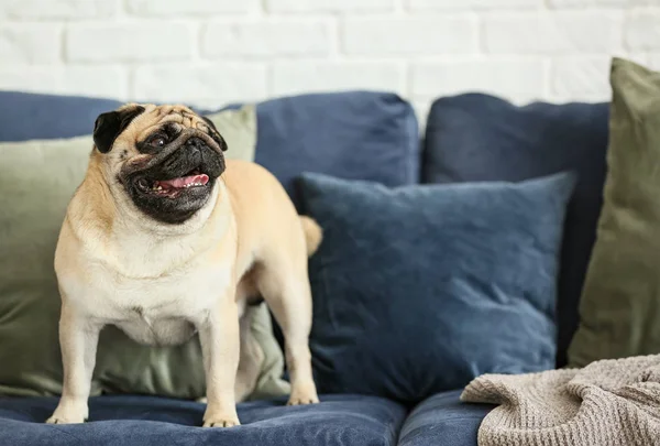 Lindo perro pug en el sofá en casa — Foto de Stock