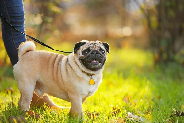 Cute pug dog with owner walking in park — Stock Photo, Image