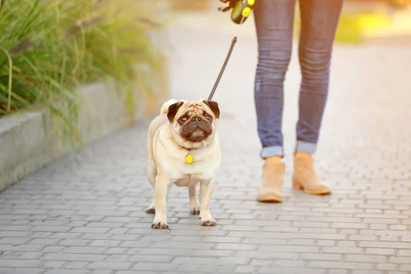 Lindo perrito con dueño paseando al aire libre — Foto de Stock