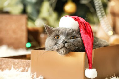 Evde hediye kutusunda Noel Baba şapkası olan sevimli komik bir kedi.