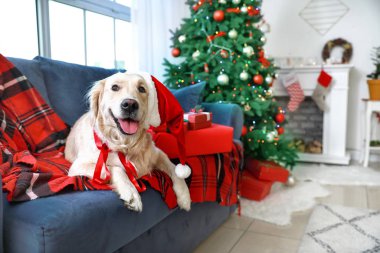 Noel için dekore edilmiş kanepede uzanmış sevimli bir köpek.