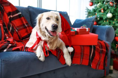 Noel için dekore edilmiş kanepede uzanmış sevimli bir köpek.