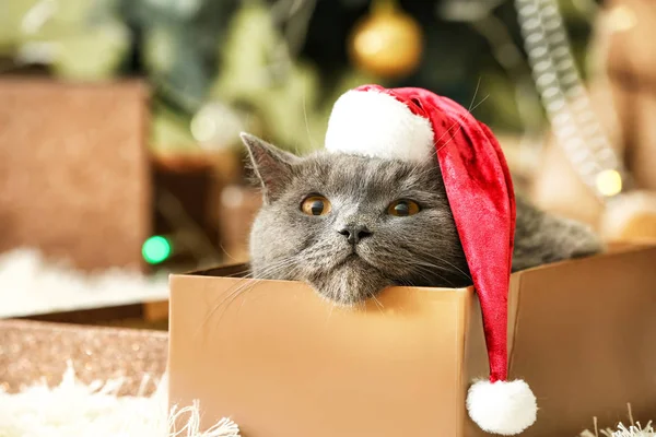 Cute zabawny kot z kapeluszem Santa w pudełku prezentów w domu — Zdjęcie stockowe