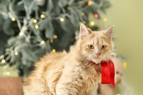 크리스마스 선물로 장식된 귀여운 고양이 — 스톡 사진