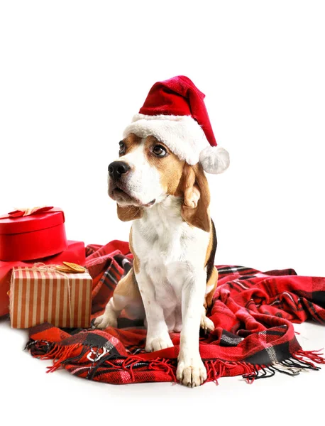 Beyaz arka planda Noel Baba şapkalı ve Noel hediyeli şirin bir köpek. — Stok fotoğraf