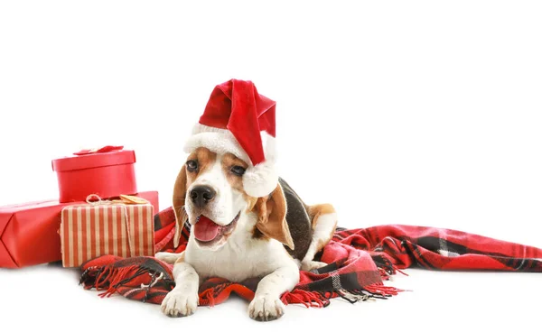 Cute dog z kapeluszem Santa i prezenty na białym tle — Zdjęcie stockowe