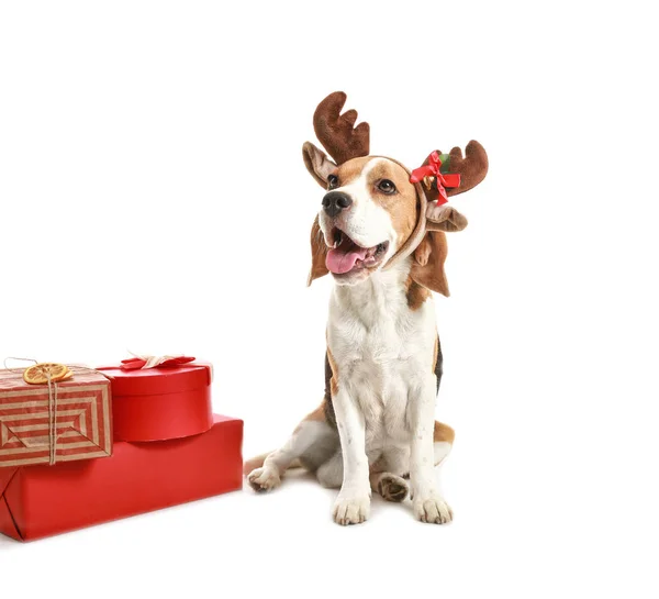 Cão bonito com chifres de veado e presentes de Natal no fundo branco — Fotografia de Stock