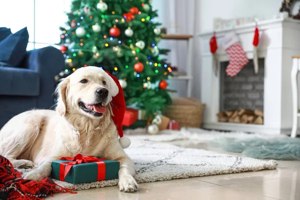Netter lustiger Hund mit Geschenk im weihnachtlich dekorierten Zimmer — Stockfoto