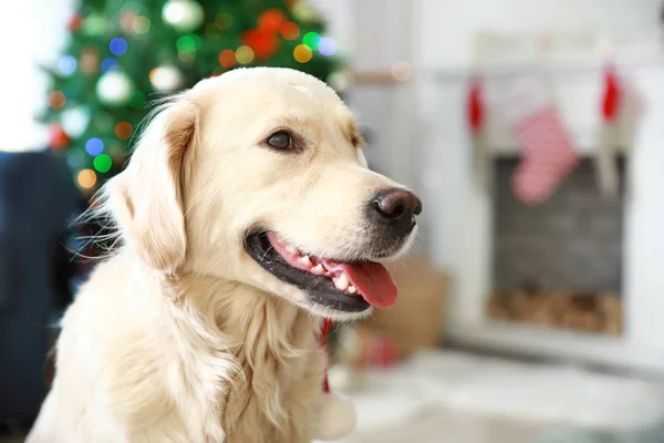 Netter Hund im weihnachtlich dekorierten Zimmer — Stockfoto