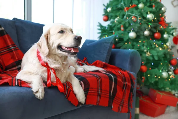 Мила собака лежить на дивані в кімнаті, прикрашеній на Різдво — стокове фото