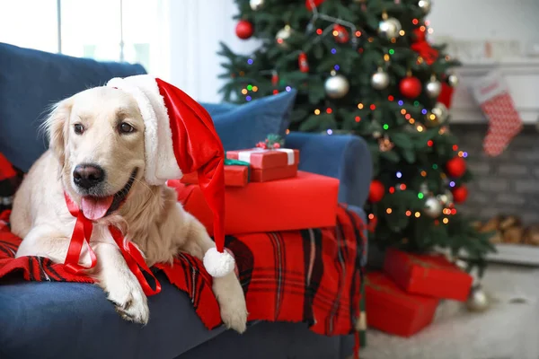 Cute dog lying on sofa in room decorated for Christmas — Stock Photo, Image