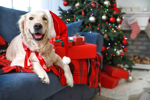Noel için dekore edilmiş kanepede uzanmış sevimli bir köpek.