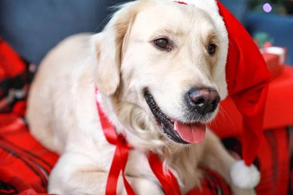Cute dog in Santa hat lying on sofa — Stock Photo, Image