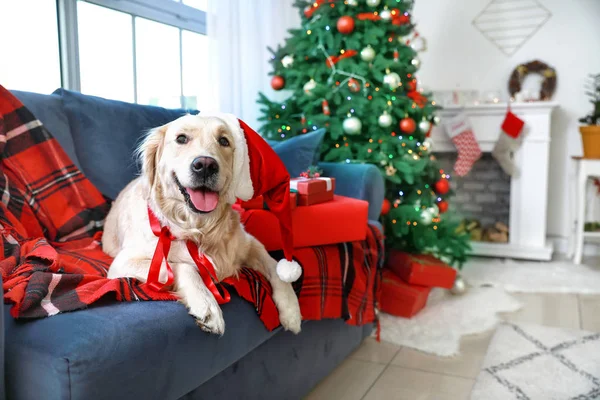 Aranyos kutya feküdt kanapén a szobában díszített karácsonyra — Stock Fotó