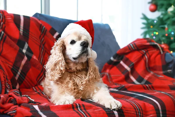 Niedlicher Hund mit Weihnachtsmütze auf Sofa liegend — Stockfoto