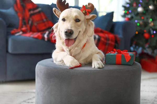 Милая собака с оленьими рогами в комнате, украшенной на Рождество — стоковое фото