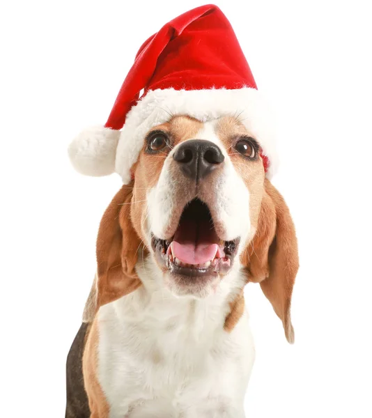 Cane carino in cappello Babbo Natale su sfondo bianco — Foto Stock