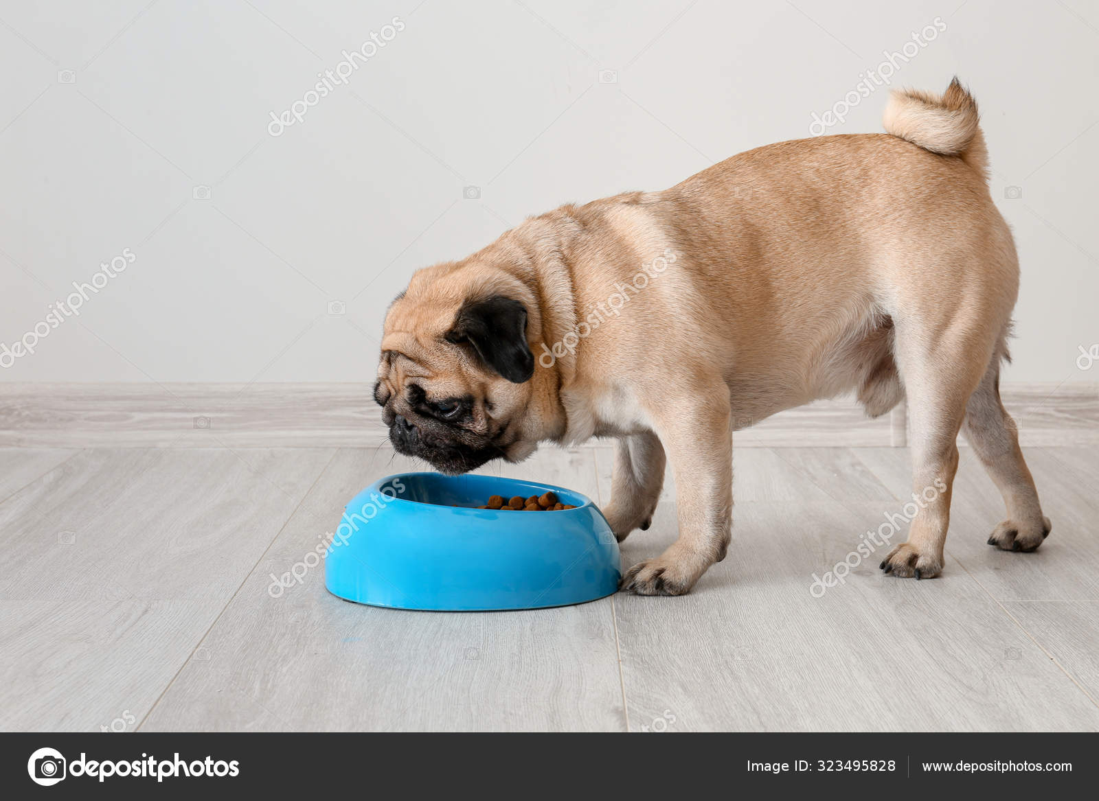 Cute pug dog eating food from bowl at home Stock Photo serezniy 323495828