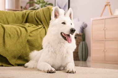 Evde sevimli komik bir köpek var.