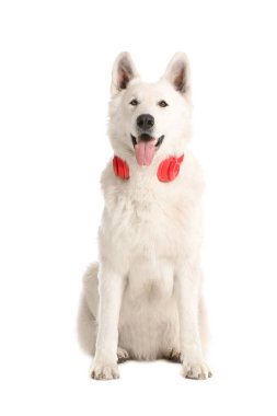Beyaz arka planda kulaklıkları olan sevimli komik bir köpek.