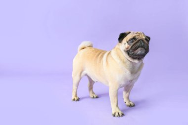 Renkli sevimli pug dog