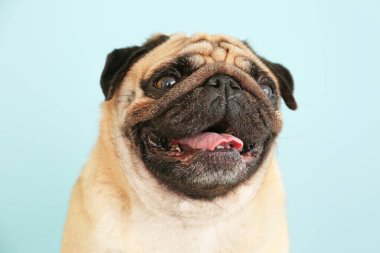 Renkli sevimli pug dog