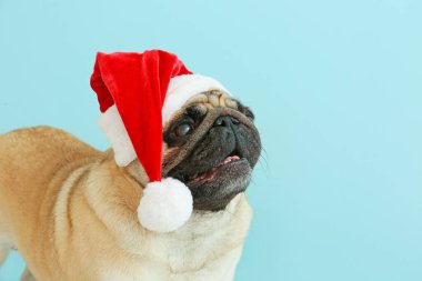 Arka planda Noel Baba şapkalı sevimli pug köpeği.