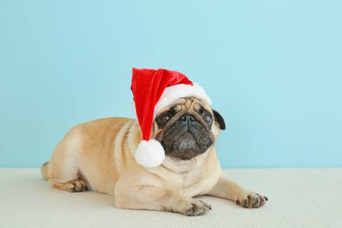 Noel Baba şapkalı şirin köpek renk duvarının yanında.