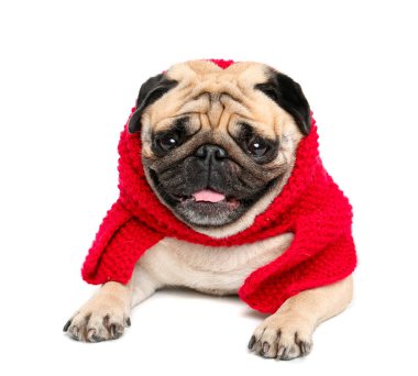 Beyaz arka planda sıcak eşarplı sevimli pug köpeği.