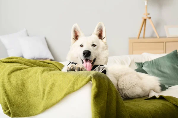 Cute funny dog lying on sofa at home — Stock Photo, Image
