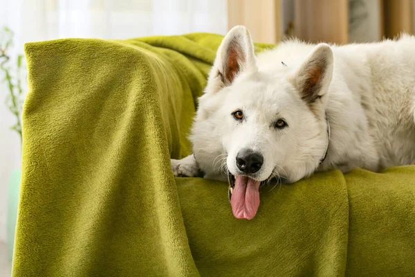 Мила смішна собака лежить на дивані вдома — стокове фото