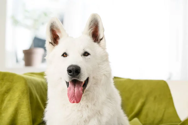 Lindo perro divertido en casa —  Fotos de Stock