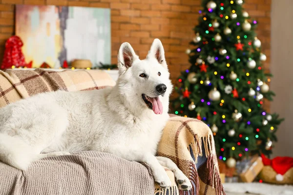 Милий смішний собака вдома напередодні Різдва — стокове фото