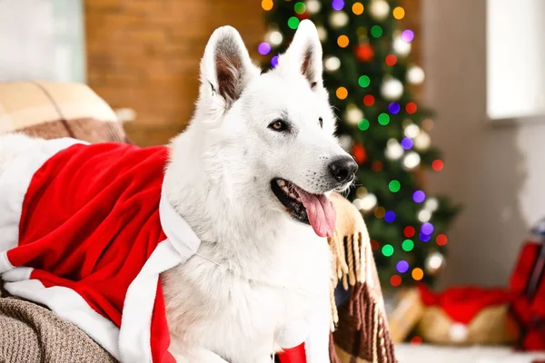 Niedlicher lustiger Hund im Weihnachtsmann-Kostüm zu Hause an Heiligabend — Stockfoto