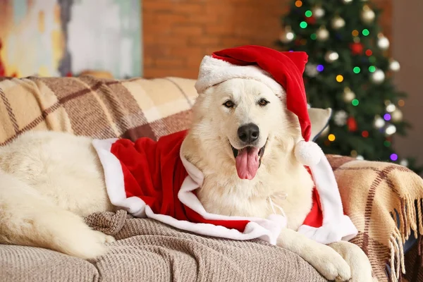 Carino cane divertente in costume di Babbo Natale a casa la vigilia di Natale — Foto Stock