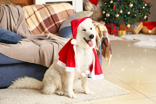 Милая смешная собака в костюме Санта Клауса дома в канун Рождества — стоковое фото