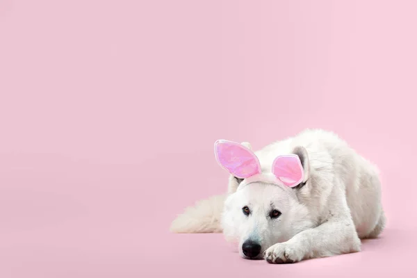 Χαριτωμένο αστείο σκυλί λαγουδάκι αυτιά στο φόντο χρώμα — Φωτογραφία Αρχείου