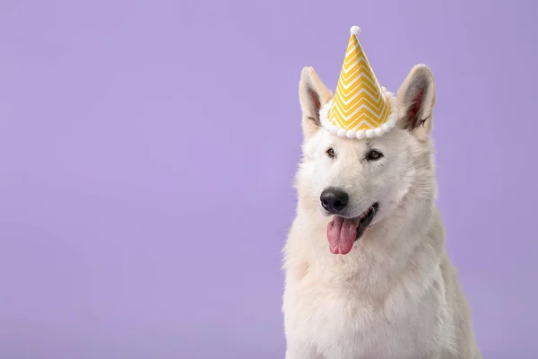 Cute zabawny pies z kapeluszem partii na tle koloru — Zdjęcie stockowe