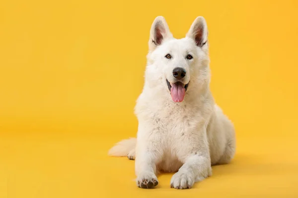 Χαριτωμένο αστείο σκυλί στο φόντο χρώμα — Φωτογραφία Αρχείου