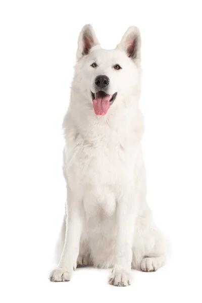 Cão engraçado bonito no fundo branco — Fotografia de Stock