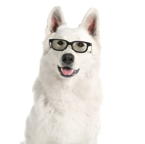 Милая смешная собака в очках на белом фоне — стоковое фото