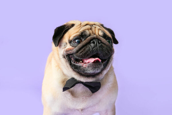 Cute pug dog with bowtie on color background